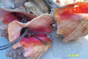 Abaco Conch