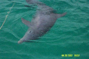 Nicky the Local Dolphin