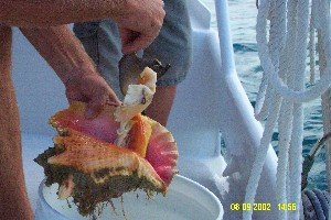 Preparing Conch